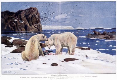 Arktischer Eisozean mit zwei Eisbären, Walrossen und Vögeln (Möwen, Alken und Narren). Basierend auf einem Aquarell von W. Kuhnert. von Wilhelm (after) Kuhnert