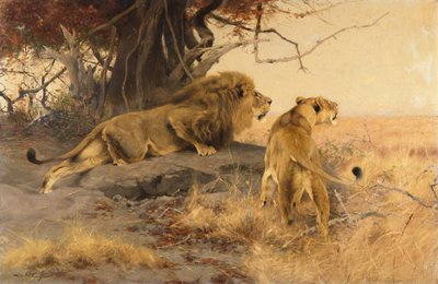 Ein Löwe und eine Löwin in der Savanne von Wilhelm Kuhnert
