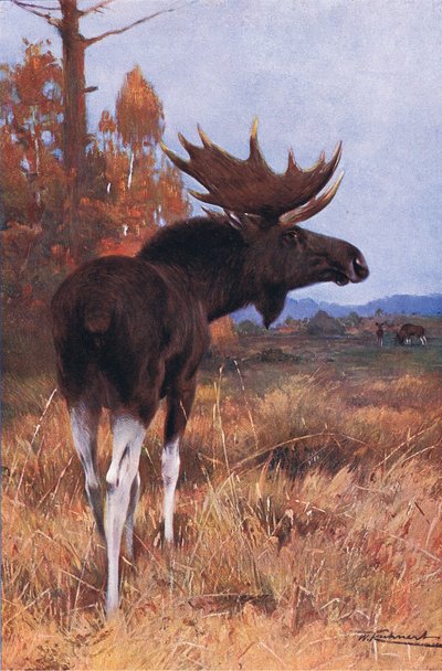 Elch oder Elch, aus Die Tierwelt der Welt, veröffentlicht von Frederick Warne & Co, ca. 1900 von Wilhelm Kuhnert