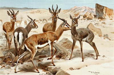 Gazellen, Tafel aus "Brehms Tierleben: Allgemeine Kunde des Tierreichs", Bd.3, S.9, veröffentlicht vom Bibliographischen Institut von Wilhelm Kuhnert