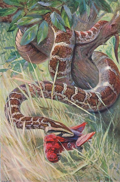 Indischer Python, aus Die Tierwelt der Welt, veröffentlicht von Frederick Warne & Co, ca. 1900 von Wilhelm Kuhnert