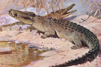 Nilkrokodil, Illustration aus Wildlife of the World, ca. 1910 von Wilhelm Kuhnert