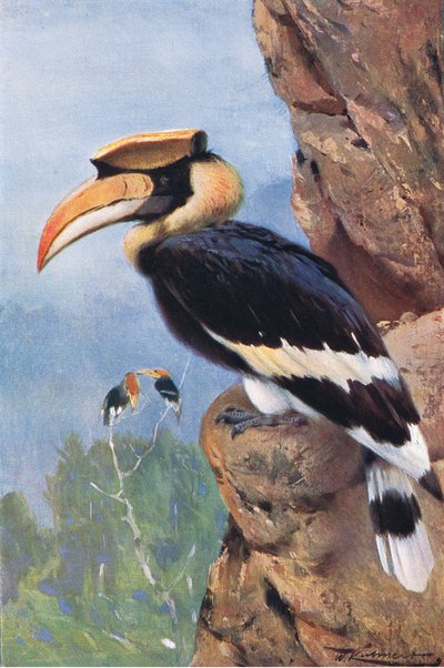 Hornvogel, aus Die Tierwelt der Welt, veröffentlicht von Frederick Warne & Co, ca. 1900 von Wilhelm Kuhnert