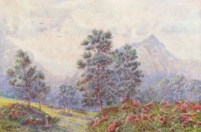 Silberbäume und wilde Geranien von Wilhelm Westhofen