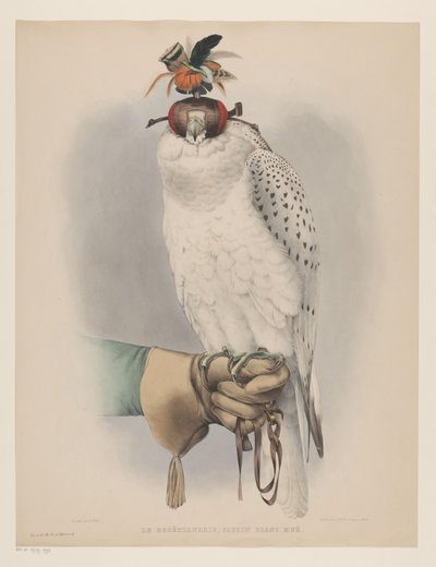 Weißer Grönlandfalke von Willem Bastiaan van Wouw (possibly)