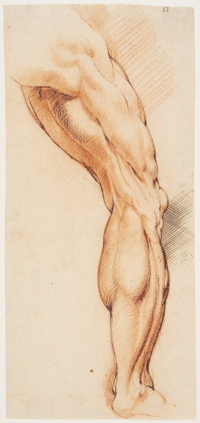 Anatomische Studie. Ein Manns entblößtes rechtes Bein von hinten, nach rechts gedreht von Willem Panneels