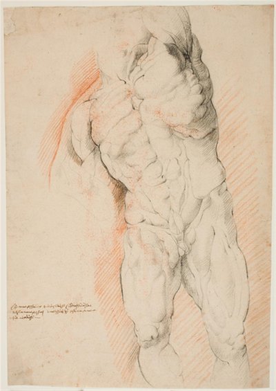 Anatomische Studie (Écorché). Vorderansicht eines stehenden gehäuteten Mannes, sein linker Arm erhoben von Willem Panneels