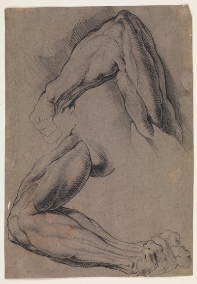 Anatomische Studie (Écorché). Zwei Studien eines gehäuteten linken Arms eines Mannes von Willem Panneels