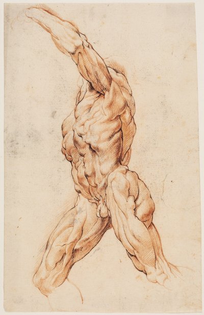 Anatomische Studie (écorchés). Gehender gehäuteter Mann nach links gewandt von Willem Panneels