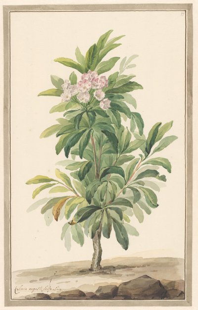 Schmalblättriger Löffelbaum in Landschaft (Kalmia Angustifolia) von Willem van Leen (attributed to)