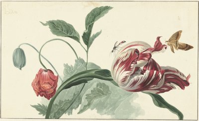 Tulpe und Mohnblume von Willem van Leen (attributed to)