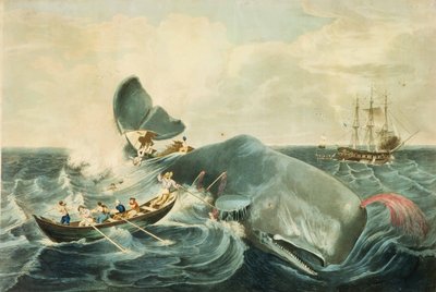 Fang eines Pottwals, graviert von J. Hill, veröffentlicht 1835 von William (after) Page
