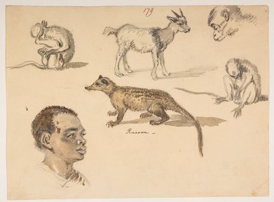 Männerkopf, Waschbär, Ziege und Affen, aus einem Album von 372 Zeichnungen von Landschaften, Küstenlinien, Kostümen und Alltagsleben während der Botschaft von Lord Macartney an den Kaiser von China, zwischen 1792 und 1794 von William Alexander