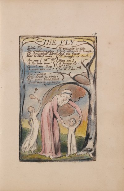 Lieder der Unschuld und der Erfahrung, Tafel 37, Die Fliege (Bentley 40) von William Blake
