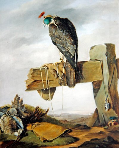 Ein Wanderfalke in seiner Haube mit einem Brachvogel am Boden von William Brodrick