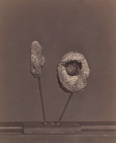 Entferntes Kniegelenk. Eine runde Musketenkugel im inneren Kondylus des rechten Oberschenkelknochens [Gardin...] von William H. Bell