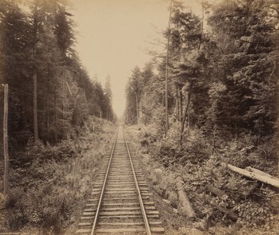 Schierlingswald von William H. Rau
