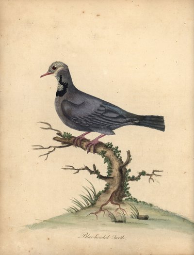 Lori mit reinem Nacken, Lorius domicella. Gefährdet. Schwarzgekrönter Lori, Psittacus domicilla. Handkolorierter Kupferstich einer Illustration von William Hayes aus Portraits of Rare and Curious Birds from the Menagery of Osterly Park (London: Bulmer) von William Hayes