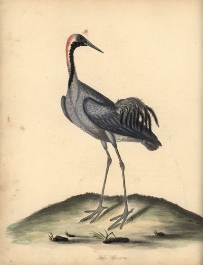 Kranich, Grus grus. Handkolorierter Kupferstich von William Hayes aus Portraits of Rare and Curious Birds from the Menagery of Osterly Park von William Hayes