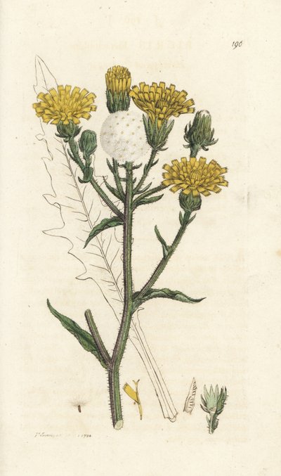Habichtskraut-Ochsenzunge, Picris hieracioides. Handkolorierte Kupferstichgravur von James Sowerby aus James Smiths 