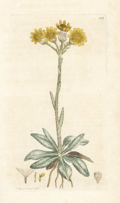 Berg-Greiskraut, Tephroseris integrifolia. Handkolorierter Kupferstich von James Sowerby aus James Smiths English Botany, London von William Hayes