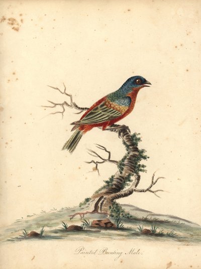 Papstfink, Passerina ciris, Männchen. Nahezu bedroht. Handkolorierter Kupferstich einer Illustration von William Hayes aus Portraits of Rare and Curious Birds from the Menagery of Osterly Park (London: Bulmer) von William Hayes