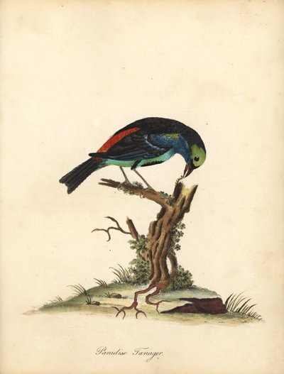 Paradiestangare, Tangara chilensis. Handkolorierte Kupferstichgravur einer Illustration von William Hayes aus Portraits of Rare and Curious Birds from the Menagery of Osterly Park von William Hayes