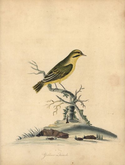 Gelbfink, Fringilla butyracea. Handkolorierte Kupferstichgravur einer Illustration von William Hayes aus Portraits of Rare and Curious Birds from the Menagery of Osterly Park von William Hayes