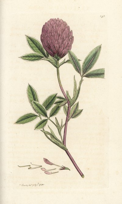 Zickzack-Klee, Trifolium medium. Handkolorierter Kupferstich von James Sowerby aus James Smiths English Botany, London von William Hayes