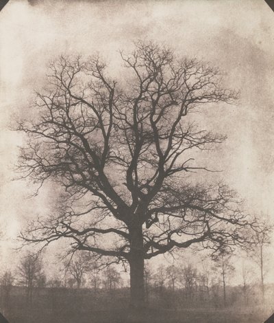 Eine Eiche im Winter, c.1892-93 von William Henry Fox Talbot