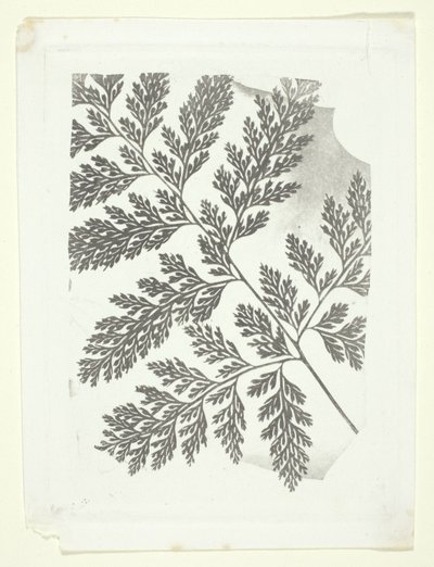 Zweig eines Farns von William Henry Fox Talbot
