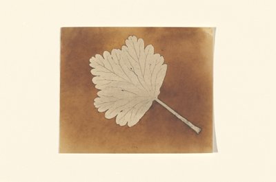 [Blatt] von William Henry Fox Talbot