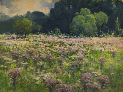 Feld von Joe Pie Weeds Stolz der Wiese, n.d. von William Henry Holmes