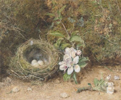 Vogelnest mit Apfelblütenzweigen, ca. 1845-50 (Körperfarbe und Aquarell mit Kreide und Gummi auf Papier) von William Henry Hunt