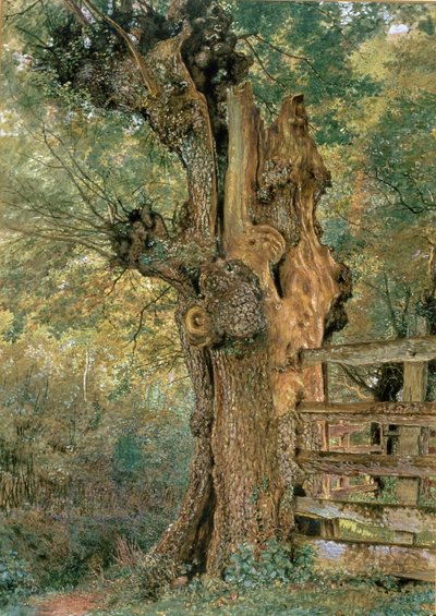 Kopfweide am Rand des Dorfteichs von William Henry Hunt