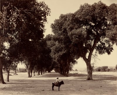 Calle de Guadeloupe, Chihuahua, Mexiko von William Henry Jackson