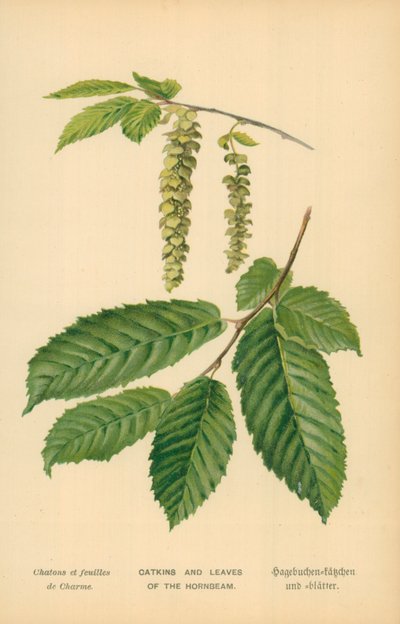 Kätzchen und Blätter der Hainbuche von William Henry James Boot