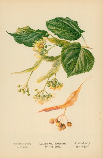 Blätter und Blüten der Linde von William Henry James Boot