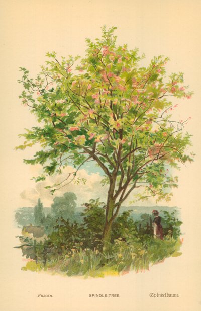 Spindelbaum von William Henry James Boot