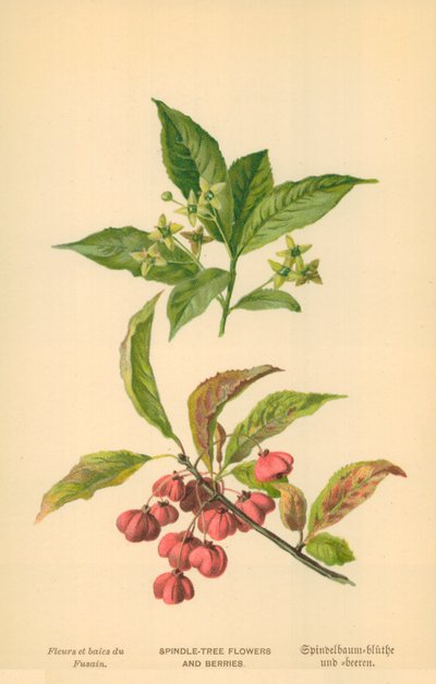 Spindelbaumblüten und Beeren von William Henry James Boot