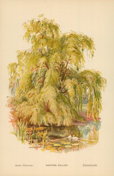 Trauerweide von William Henry James Boot