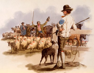Smithfield Drover, aus 