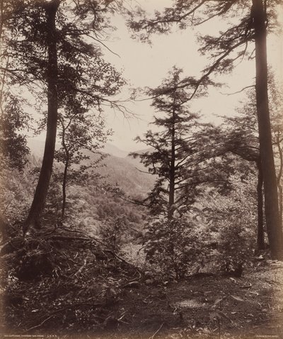 Kliffansicht durch die Bäume, um 1895 von William Herman Rau