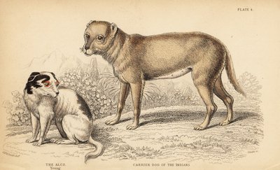 Trägerhund der Indianer oder der Techichi von Mexiko, Vorfahre des Chihuahua, Canis lupus familiaris, und ein junger Alco-Hund, Yzi-cuinte potzotli in Mexiko, Canis lupus familiaris von William Home Lizars