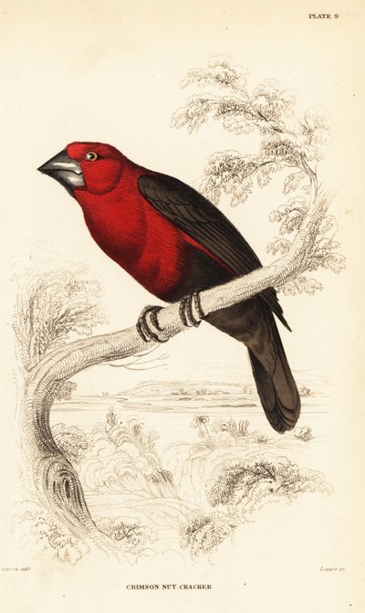 Purpurroter Samenkäcker, Pyrenestes sanguineus sanguineus (Purpurroter Nussknacker, Pirenestes sanguineus) von William Home Lizars