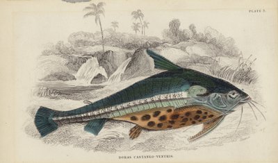 Doras Castaneo-Ventris von William Home Lizars