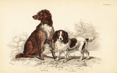Setter und Cocker Spaniel, Canis lupus familiaris von William Home Lizars