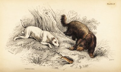 Glattbeschichteter Terrier und Schottischer oder Drahthaarterrier, Canis lupus familiaris von William Home Lizars