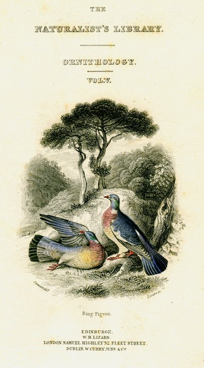 Die Bibliothek der Naturforscher, Ornithologie Band V, Ringtaube, ca. 1833-1865 von William Home Lizars