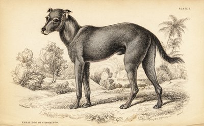 Wilder Hund in der Dominikanischen Republik und Haiti, Canis lupus familiaris von William Home Lizars